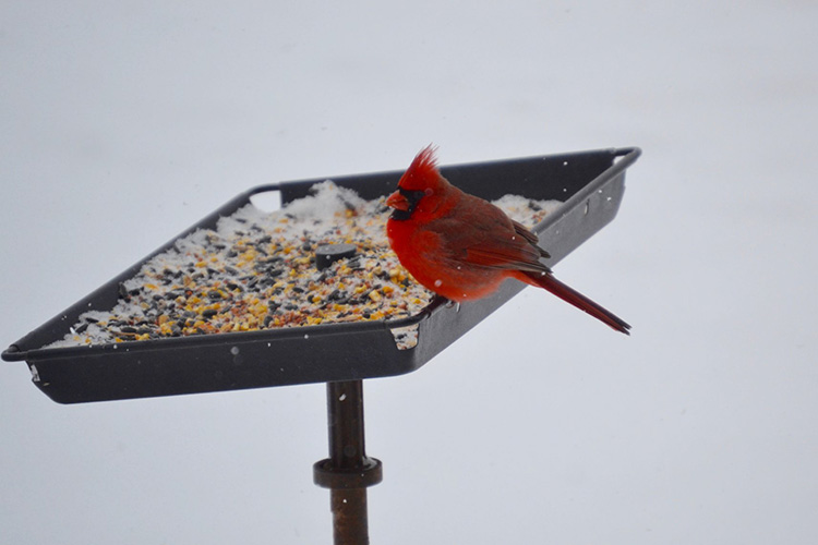A cardinal on a bird feeder in the winter.